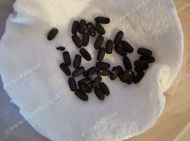 Sunny stick insect eggs ( sungaya inexpectata )