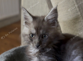 Maine Coon Kittens *Ready to leave