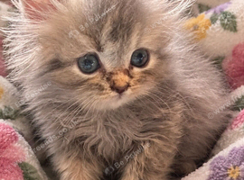 Fluffy Persian kittens