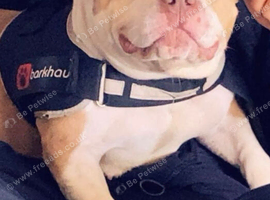 2 year old American pocket bully bitch