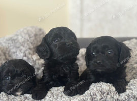Beautiful little baby&rsquo;s