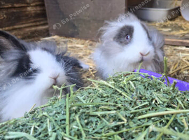 2 female young rabbits