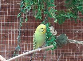 Baby budgies