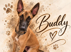 Buddy the Belgian Malinois