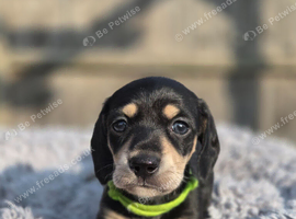 Black and cream mini dachshunds