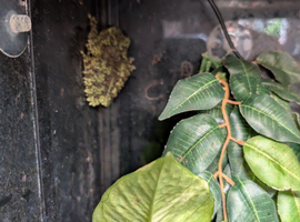 Mossy frogs and enclosure
