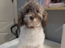 Gorgeous girl looking for home