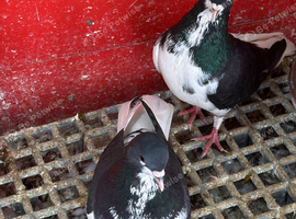 Iranian pigeons for sale