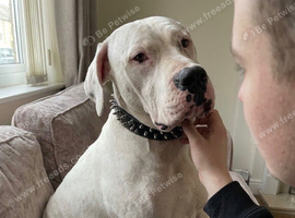 Bully kutta female puppy