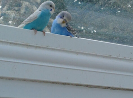 2 young cock budgies