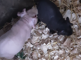 1 male skinny pig pink 2 black 1 has tan underneath