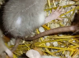 MUST READ!!These are amazing and the most docile rats ever GiaNt ears