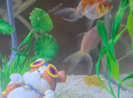 Fancy goldfish