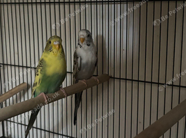 2 recessive pied budgies 2026 rung