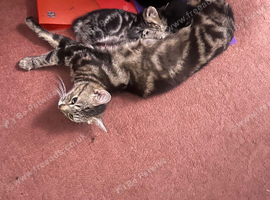 Kittens for sale