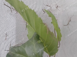 Indian Stick Insects (Carausius morosus) for sale.