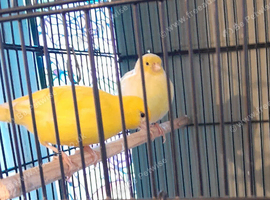 A pair of  canaries