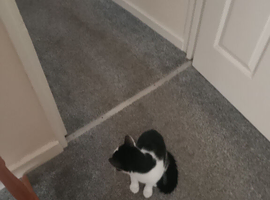 Kitten for sale