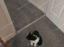 Cat for sale