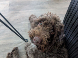 Beautiful teddy 3 years old