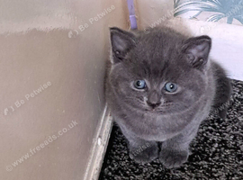 Little boy blue available
