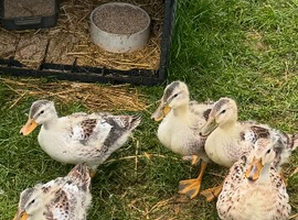 Miniature Silver Appleyard ducklings unsexed