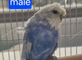 Helicopter male