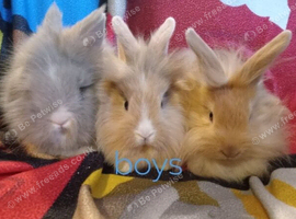 6 mini lion lops ready now