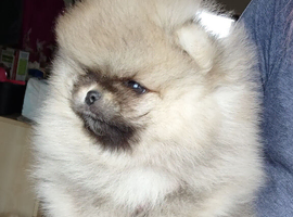 Stunning pomeranian boys ready now