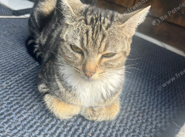 Lovely cat looking lovely home