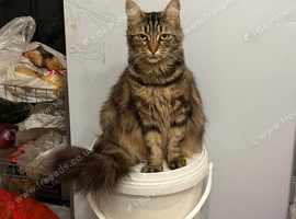 Dark grey brownish tabby kitten