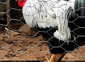Bantam Blue Pencilled Wynadotte Pullet Cockerel