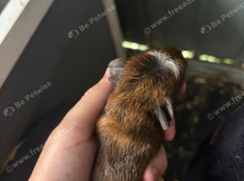 Guinea-pigs for sale