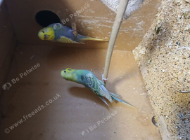 2 breeding pair beautiful budgies