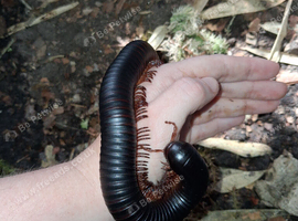 Giant African Millipede with tub setup