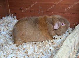 Boar guinea pigs
