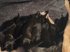Lurcher pups 2 dogs 2 bitches left