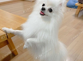 Adorable pomchi puppies