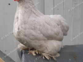 Lavender Pekin bantam chicken