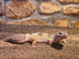 Female leopard gecko