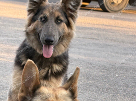 Kc registered 9 month girl German shepherd long haired