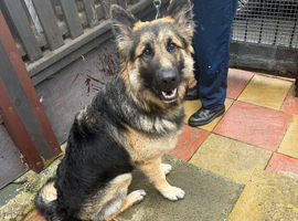 German Shepard male
