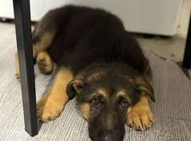 German shepherd puppy 9 weeks