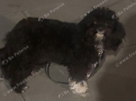 Rehome Brownie