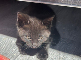 Black kitten