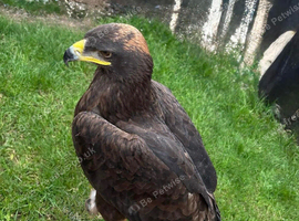 Female steppe eagle