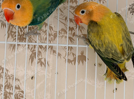 Aquas and aquas Euwing Fischer lovebirds available