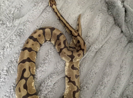 Royal ball python
