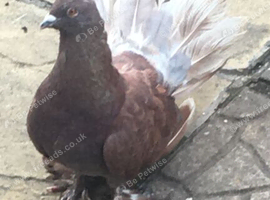 Pigeons for sale