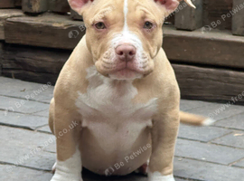 American pocket bully&rsquo;s AB KC registered